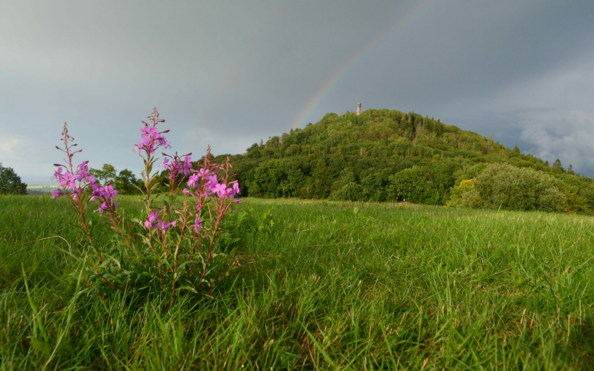 Grüne Liga Osterzgebirge